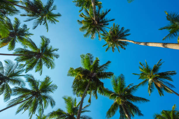 istock Tropical palm trees on ocean beach 922593432