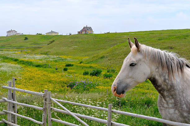 The Canadian horse is a horse breed from Canada that is a strong, well-muscled breed of light horse.
