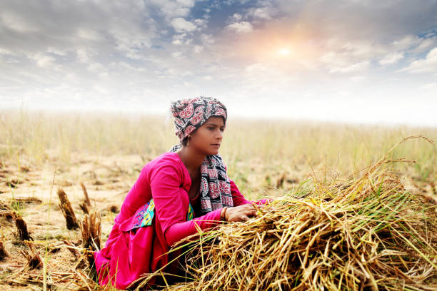 istock Female farmer working in the field 922593912