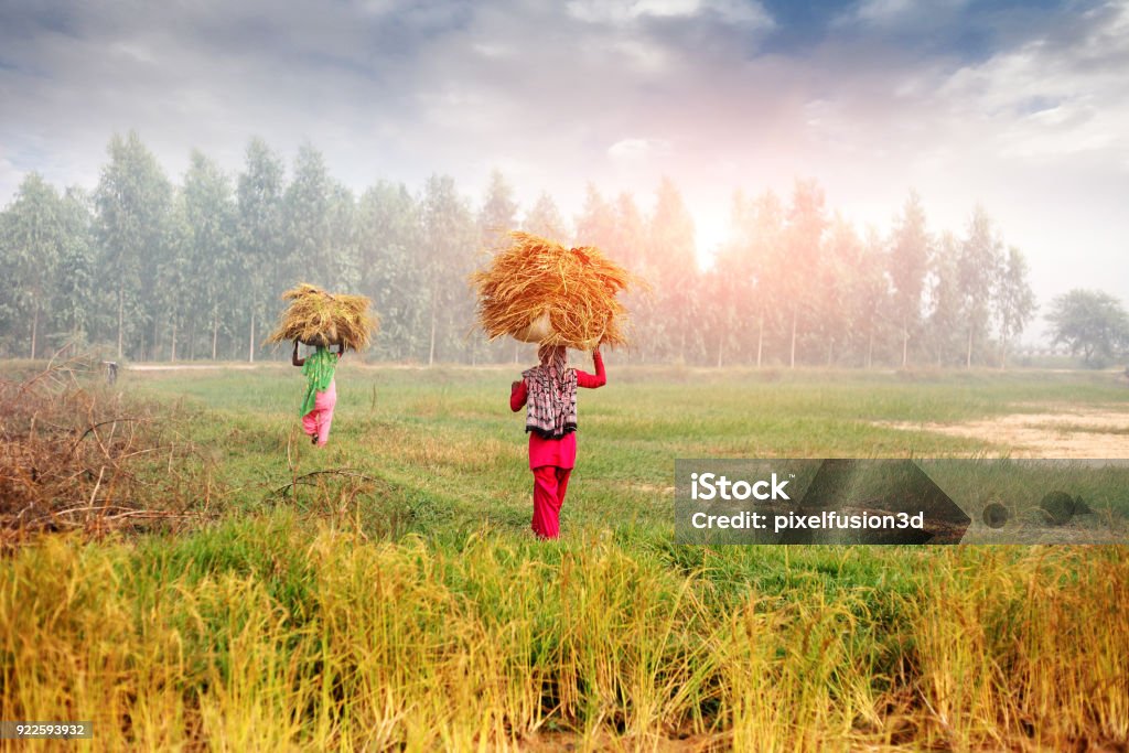 Female farmer carrying grass bundle on head Female farmer carrying bundle on her head. India Stock Photo