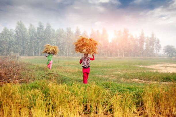 Female farmer carrying grass bundle on head Female farmer carrying bundle on her head. developing countries photos stock pictures, royalty-free photos & images