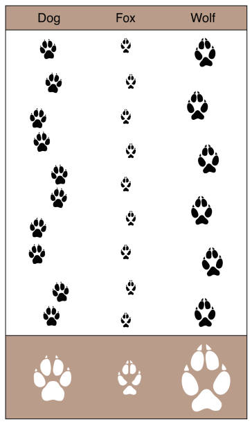 개, 여우, 늑대와 비교 하 여 추적 합니다. 유사한 canids-의 보고 흰색 배경에 고립 된 벡터 일러스트 레이 션. - snow footprint winter animal track stock illustrations