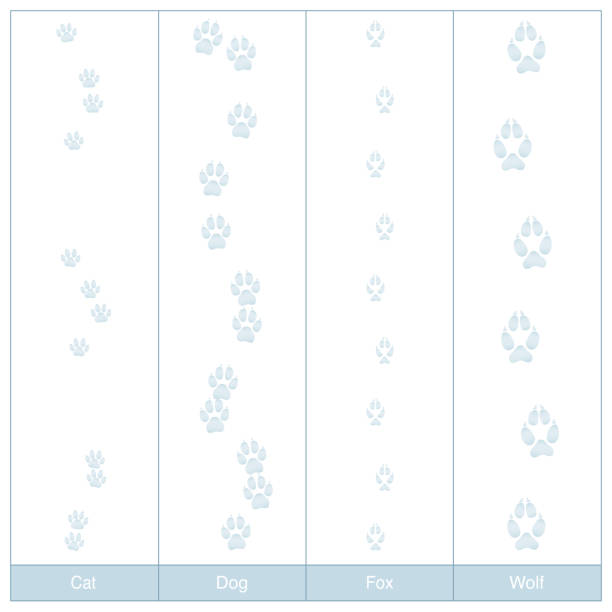 개, 고양이, 여우와 늑대의 추적 합니다. 카 발 눈 비교-흰색 배경에 고립 된 벡터 그림을 인쇄 합니다. - snow footprint winter animal track stock illustrations
