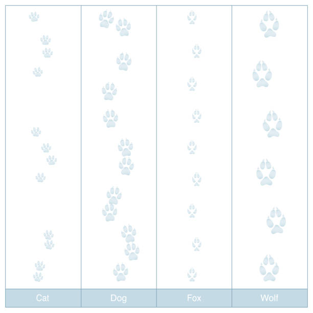 ilustrações, clipart, desenhos animados e ícones de faixas de cão, gato, raposa e lobo. carnívoro pegadas na neve para comparar - ilustração vetorial isolado no fundo branco. - footprint track paw print