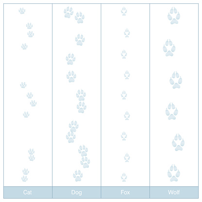 Tracks of dog, cat, fox and wolf. Carnivore paw prints in snow to compare - isolated vector illustration on white background.