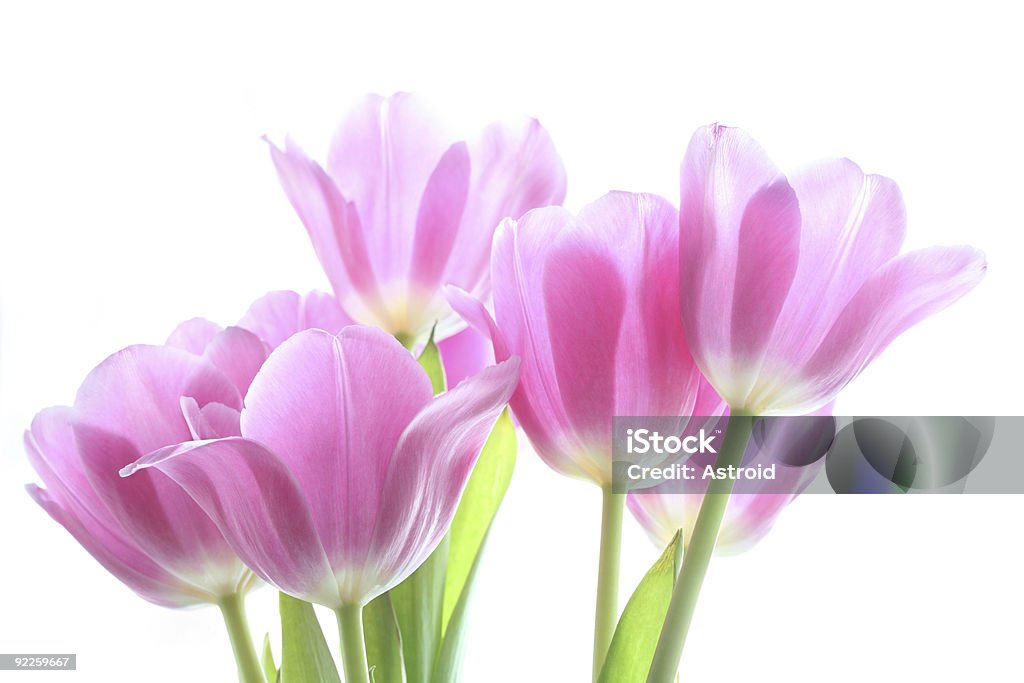 tenderly розовые тюльпаны - Стоковые фото Без людей роялти-фри