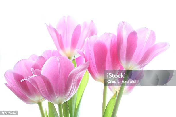 Tenderly Розовые Тюльпаны — стоковые фотографии и другие картинки Без людей - Без людей, Букет, Весна