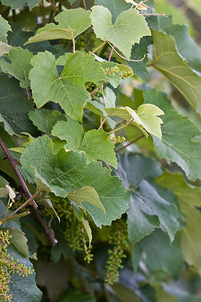 feuilles de vigne et de raisin - vineyard wooden post grape plant photos et images de collection