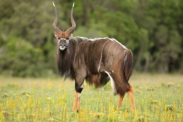 Nyala Antelope Ram stock photo