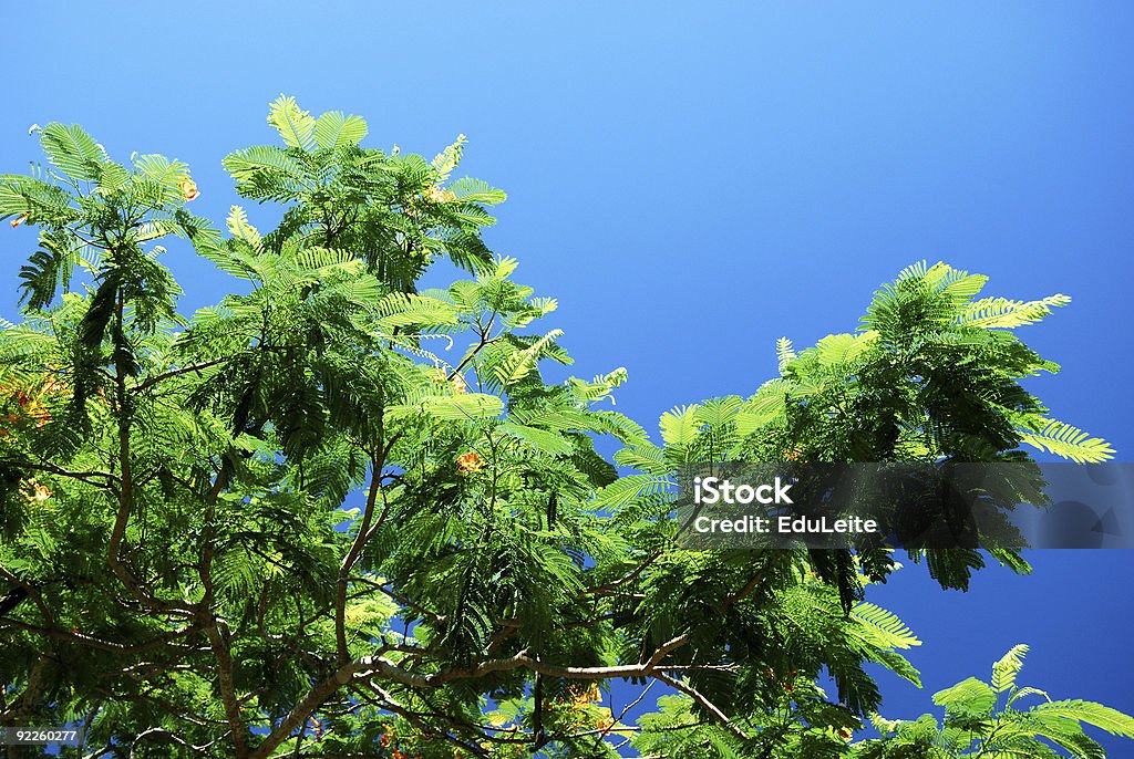 Canopée - Photo de Arbre libre de droits