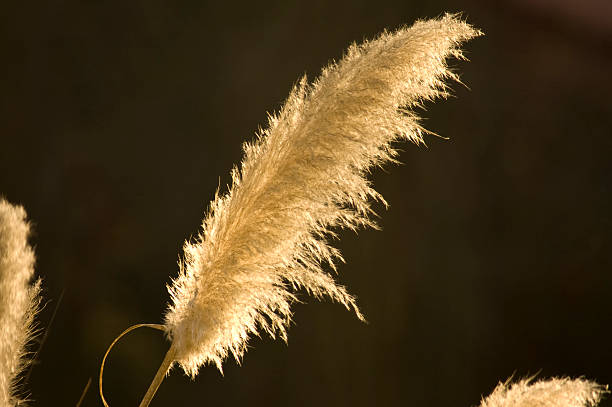 аргентинский кортадерия трава - lowlight стоковые фото и изображения