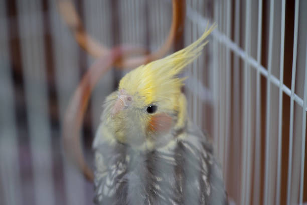 istock A Nymphal Parakeet in a cage 922604660