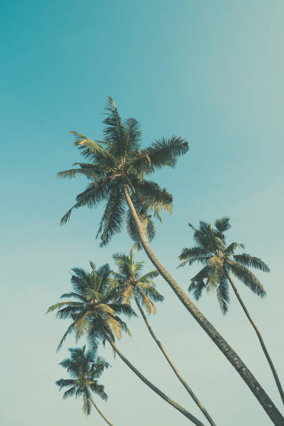 istock Palm trees retro color toned 922606828