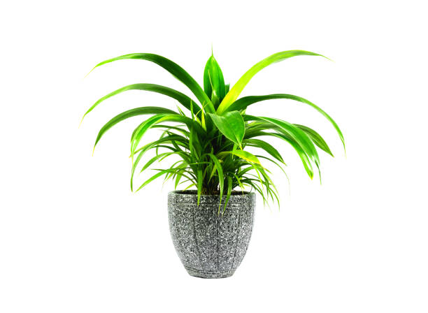 istock Green potted plant, trees in the coconut shell isolated on white background. 922607602
