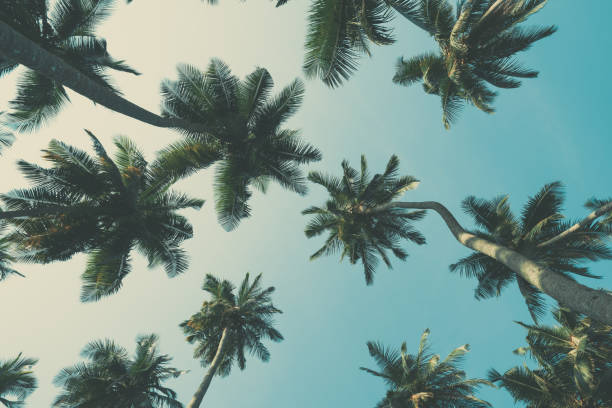 istock Palm trees retro color toned 922608132
