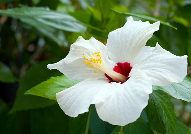 White hibiscus stock photo