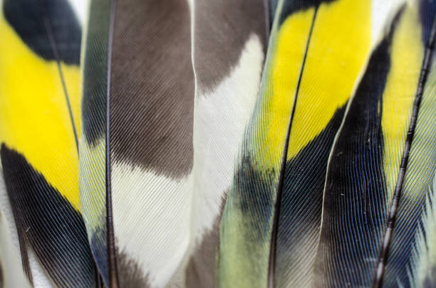 yellow-white and gray wavy parrot feathers photographed from close range