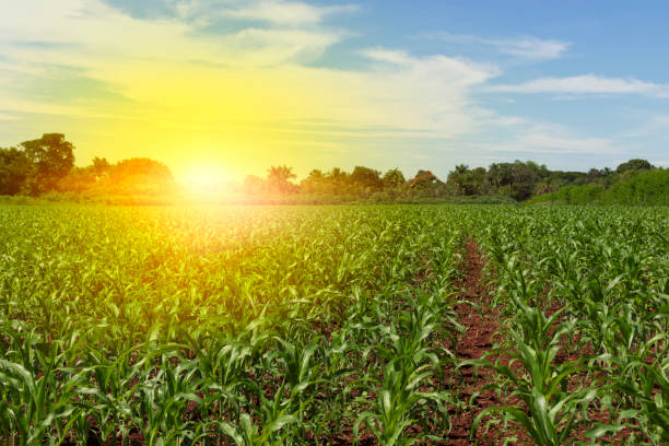 istock Green field with corn. Sunset on the horizon. Blue cloudy sky. 922611864