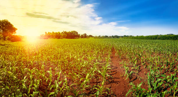 Green field with corn. Sunset on the horizon. Blue cloudy sky.