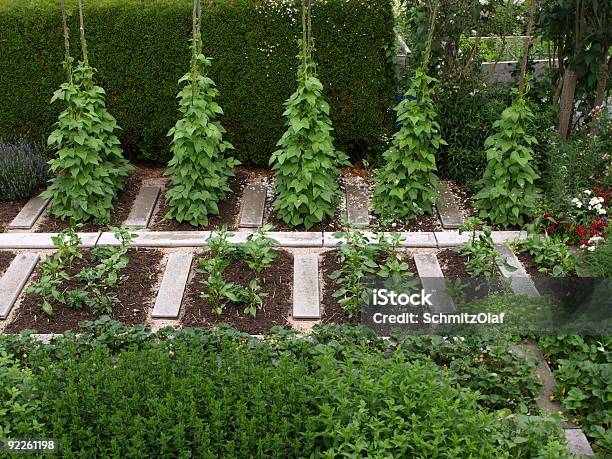 小さな緑の庭園豆と Herbes - カラー画像のストックフォトや画像を多数ご用意 - カラー画像, サラダ, パプリカ粉
