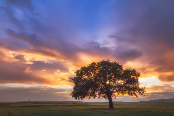 istock Beautiful landscape with a lonely tree in a field, the setting sun shining through branches and storm clouds 922619088