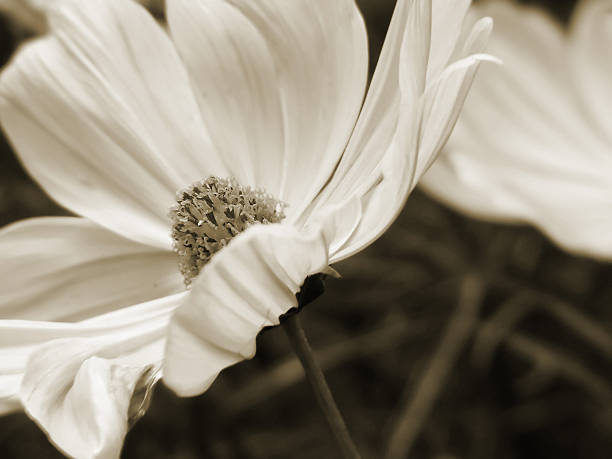 delicate sepia floral abstract stock photo