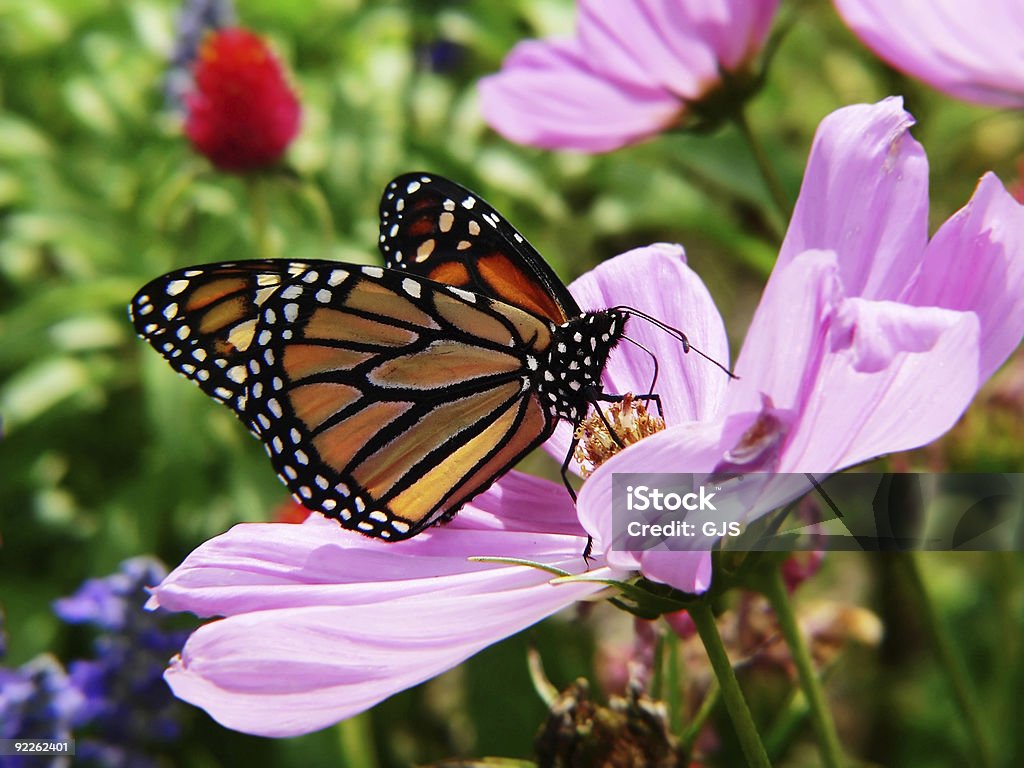 Mariposa monarca en el jardín - Foto de stock de Abdomen animal libre de derechos