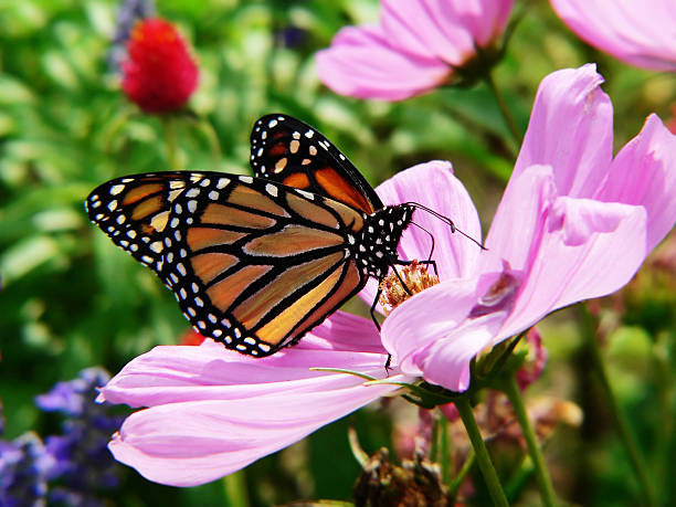 monarch butterfly in garden stock photo