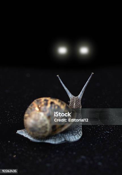 Martwe Snail - zdjęcia stockowe i więcej obrazów Bez ludzi - Bez ludzi, Fotografika, Martwe zwierzę