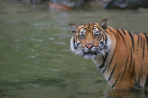 a Sumatran tiger is swimming in a pond