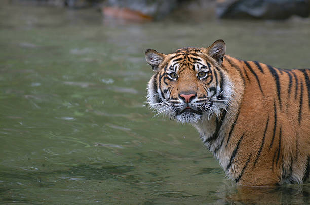 tygrys sumatrzański - tiger animal sumatran tiger endangered species zdjęcia i obrazy z banku zdjęć