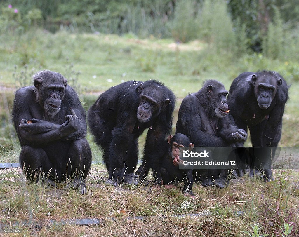 Four adult chimpanzees and one baby chimpanzee in the grass Bad monkey manners Chimpanzee Stock Photo