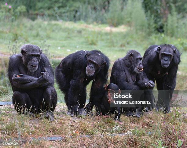 Four Adult Chimpanzees And One Baby Chimpanzee In The Grass Stock Photo - Download Image Now