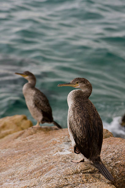 istock bird sitting on a rock near ocean 92262682