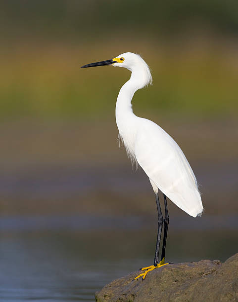 istock Snowy Egret posing on the bank 92262808