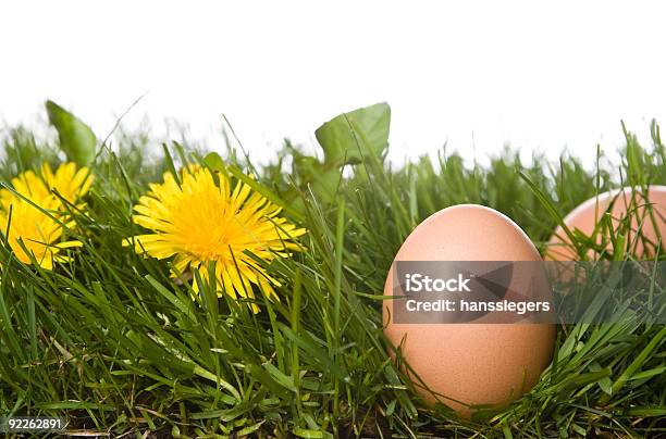 Ovos Frescos Em Relva - Fotografias de stock e mais imagens de Agricultura - Agricultura, Alimentação Saudável, Almoço