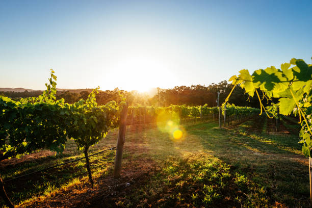 istock Nature and organic vineyards in summer 922629442