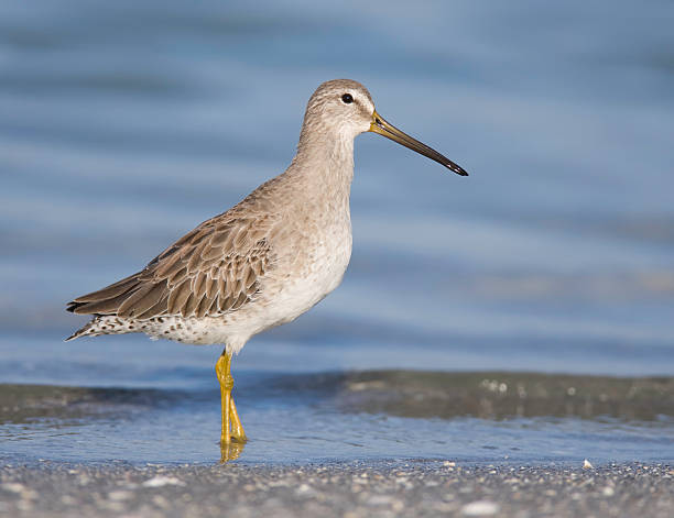 istock Lesser Yellowlegs wading in the surf 92263050