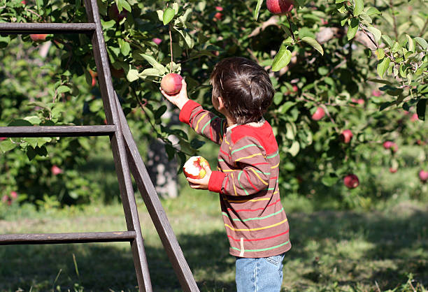 cueillir des pommes - apple orchard child apple fruit photos et images de collection