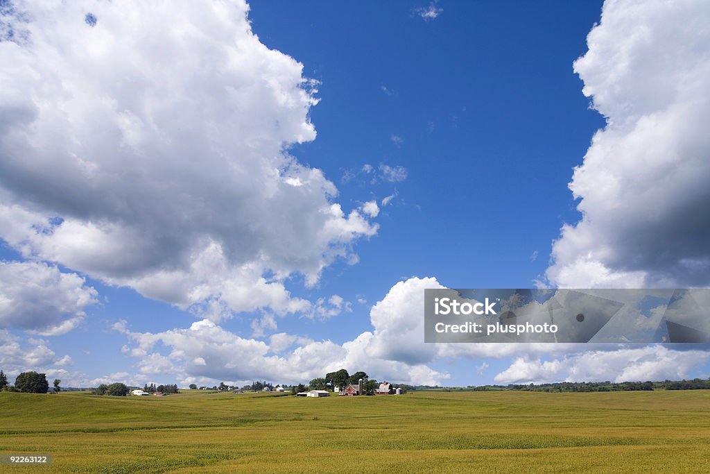 Campo de milho de Iowa - Foto de stock de Bem-estar royalty-free