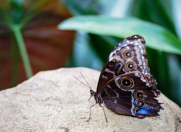 istock Large Owl Butterfly resting on a large rock with a natural bokeh green leaf background 922632610