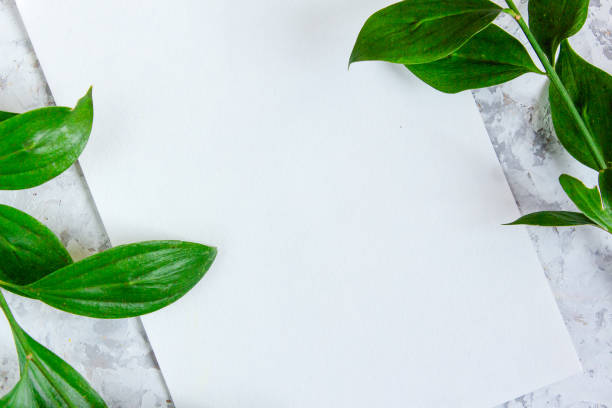 istock Green branches with leaves on light textured background. Botanical minimalistic background with copy space 922632996