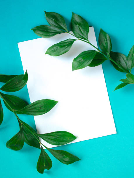 istock Green branches with leaves on blue background. Botanical minimalistic mock up with copy space on sheet of paper. 922633040