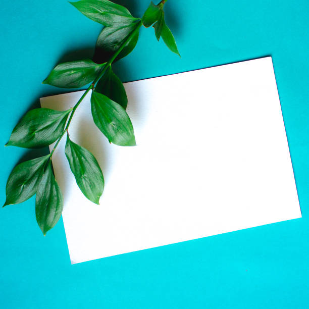 istock Green branches with leaves on blue background. Botanical minimalistic mock up with copy space on sheet of paper. 922633050