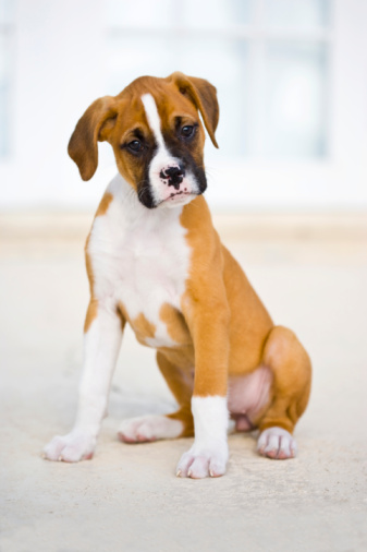 Boxer puppy outdoors