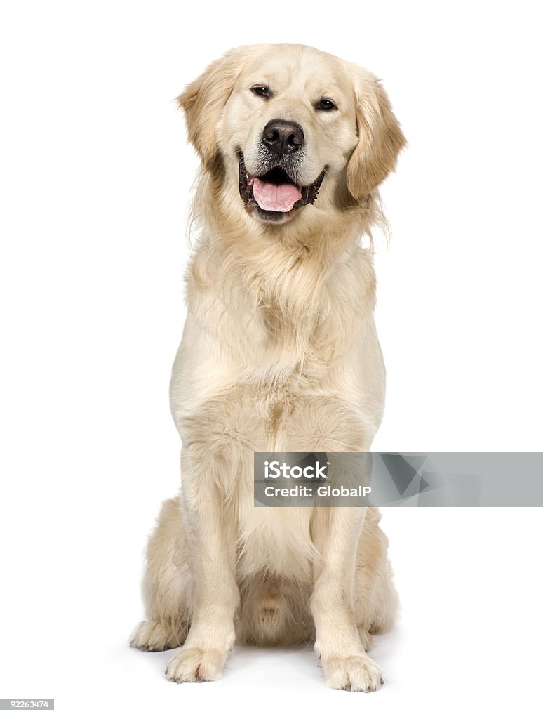 Golden Retriever On White Background Stock Photo - Download Image Now - Golden  Retriever, Long Hair, Portrait - iStock