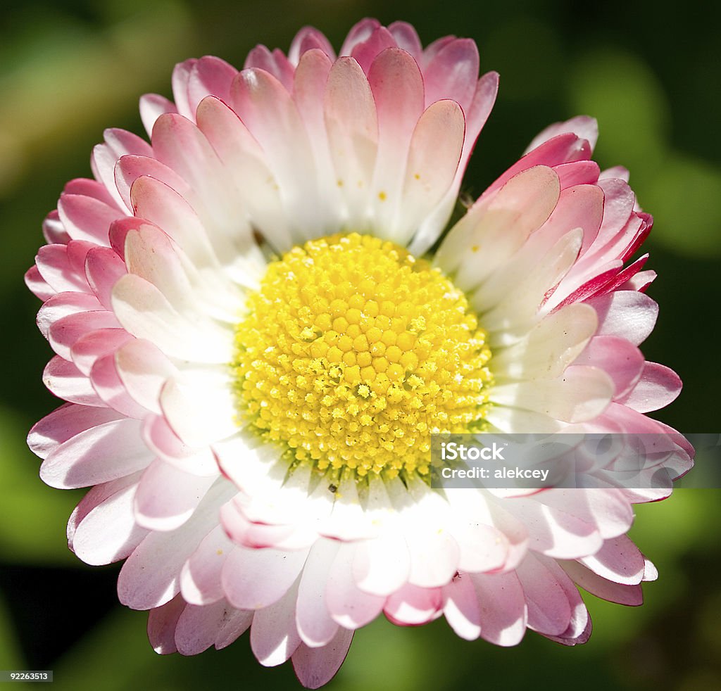 Nahaufnahme single daisy - Lizenzfrei Baumblüte Stock-Foto