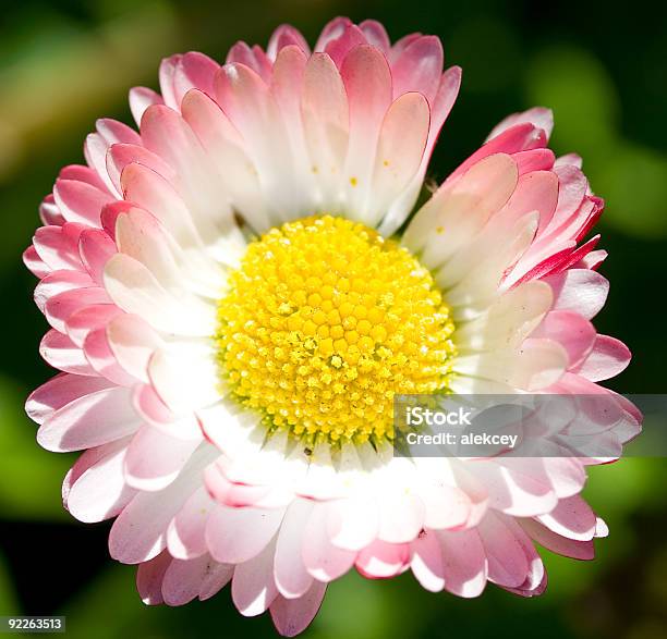 Closeup De Uma Margarida - Fotografias de stock e mais imagens de Amarelo - Amarelo, Beleza natural, Bouquet