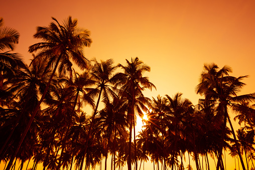Silhouette of palm trees against the setting sun at Waikiki Beach, Oahu, Hawaii.