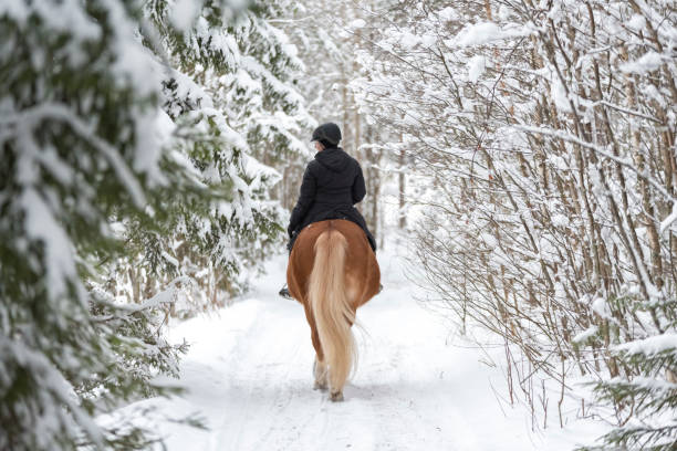Woman horseback riding in winter forest Woman horseback riding in winter forest all horse riding stock pictures, royalty-free photos & images